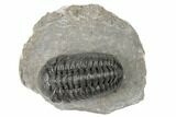 Detailed Austerops Trilobite - Visible Eye Facets #189698-1
